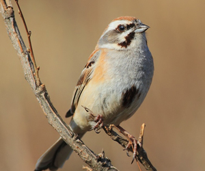 Хөмрөг (Янковскийн хөмрөг)